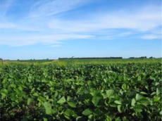 バラデーロ農場で大豆を有機栽培で育てています